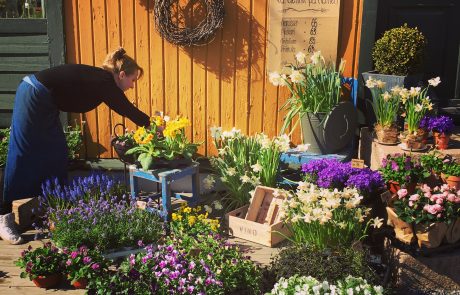 Vårblomster, Havnehaven, løkplanter