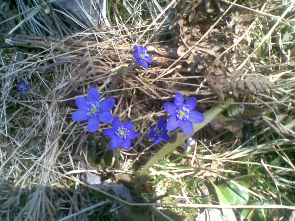 Vår, blåveis, vårblomster