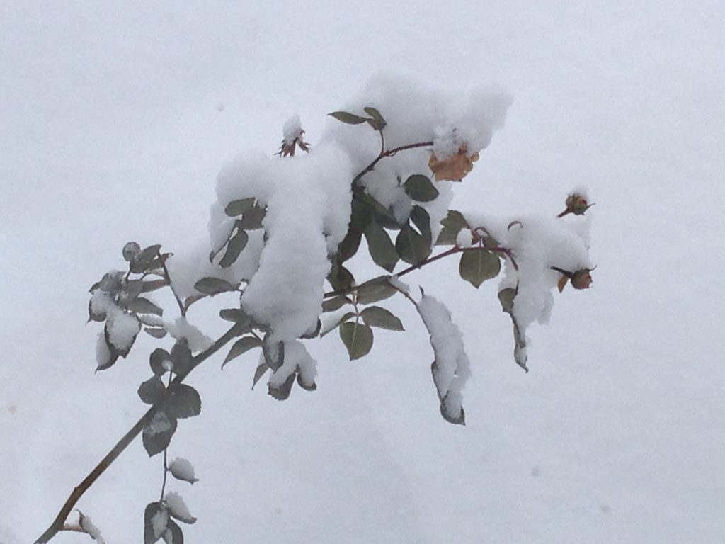 Vinter, blomster, roser