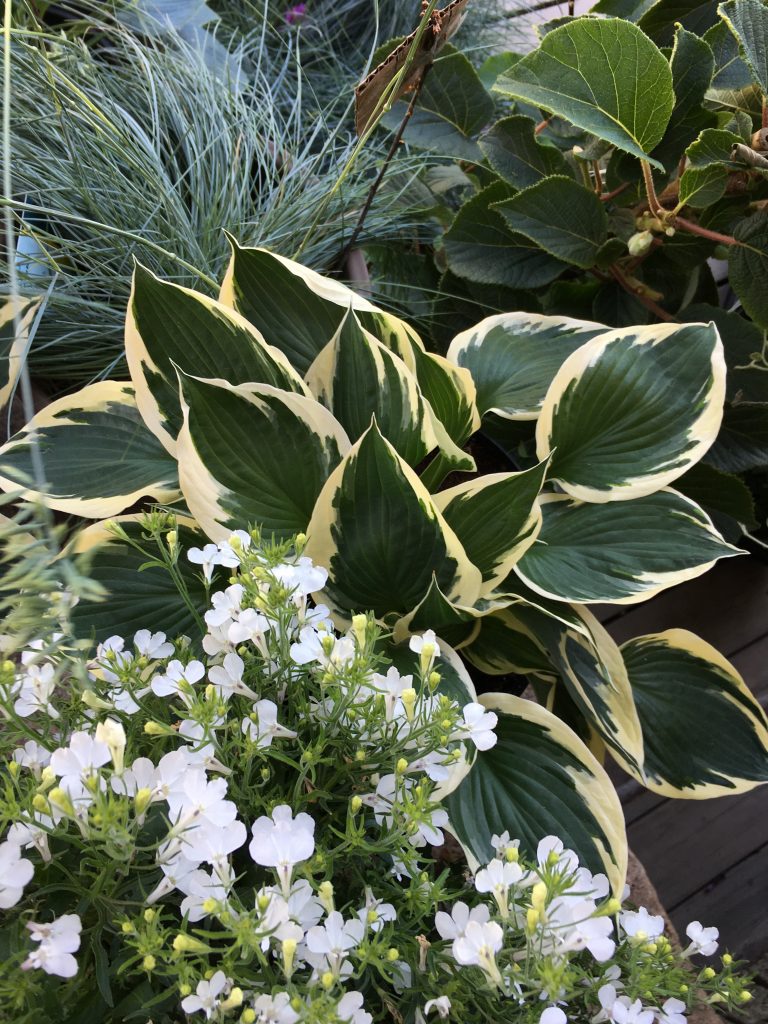 Hosta, stauder, blomster i krukker, uterom