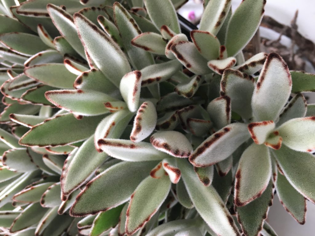 Grønne planter, inneplanter, kalanchoe