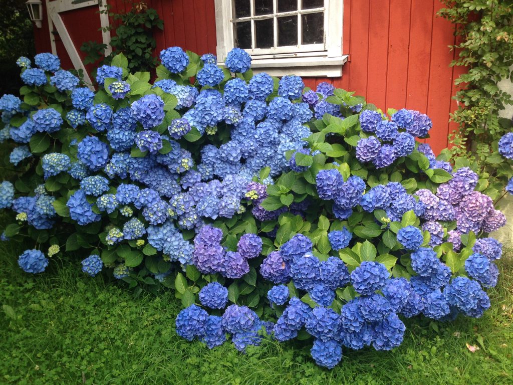 sommerblomster, sommer, Hortensie