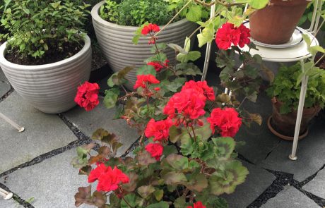 Sommer, Pelargonia, urter, stauder, planter i krukke, uterom