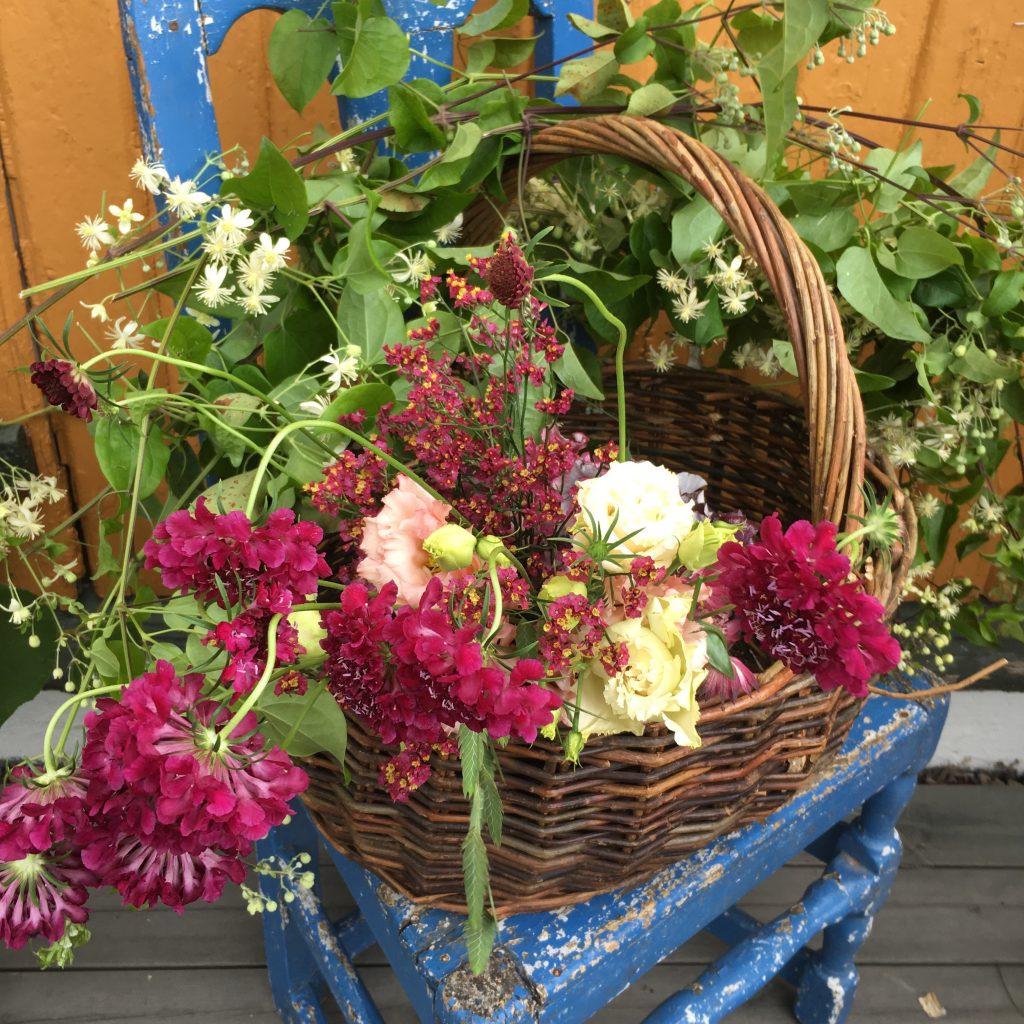 Sommerblomster, sommer, scabiosa