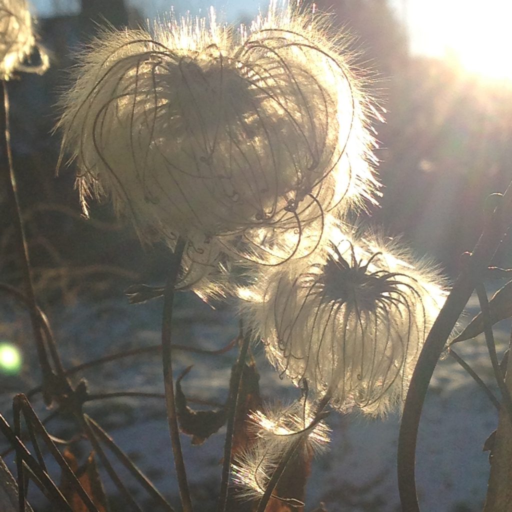 Vinter, alpeklematis