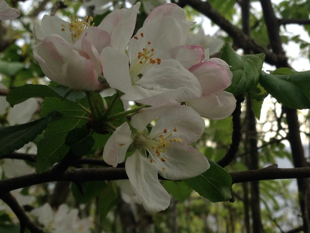 Vårblomster, vår, blomster