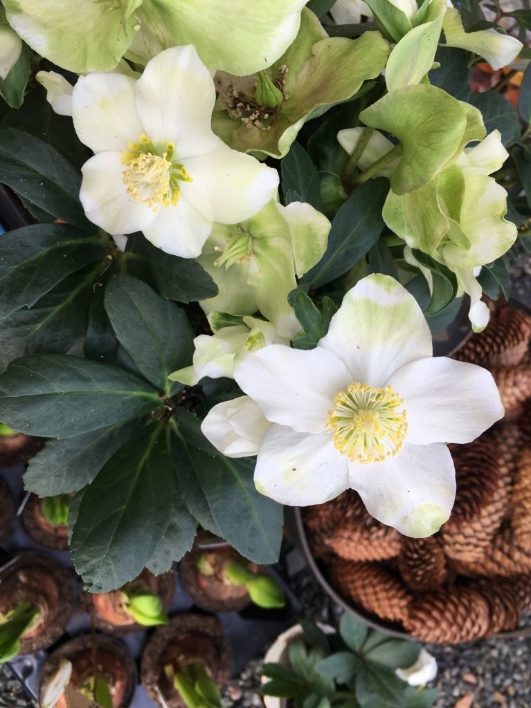 Helleborus, julerose, jul, vinter, juleblomst