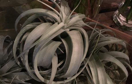 Inneplanter, luftplanter, tillandsia