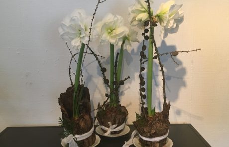 Vinter, amaryllis, juleblomst, jul